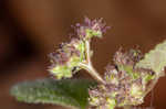 Hairy crabweed <BR>Clammyweed